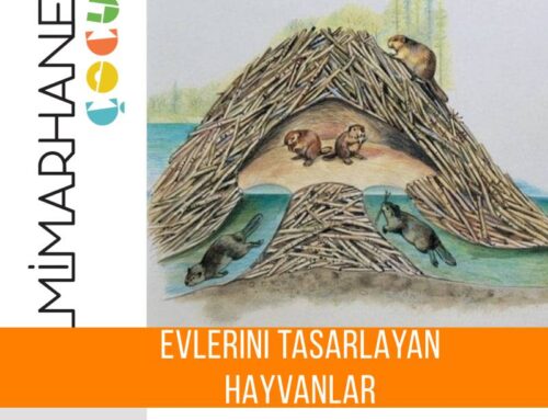 Evlerini Tasarlayan Mimar Hayvanlar